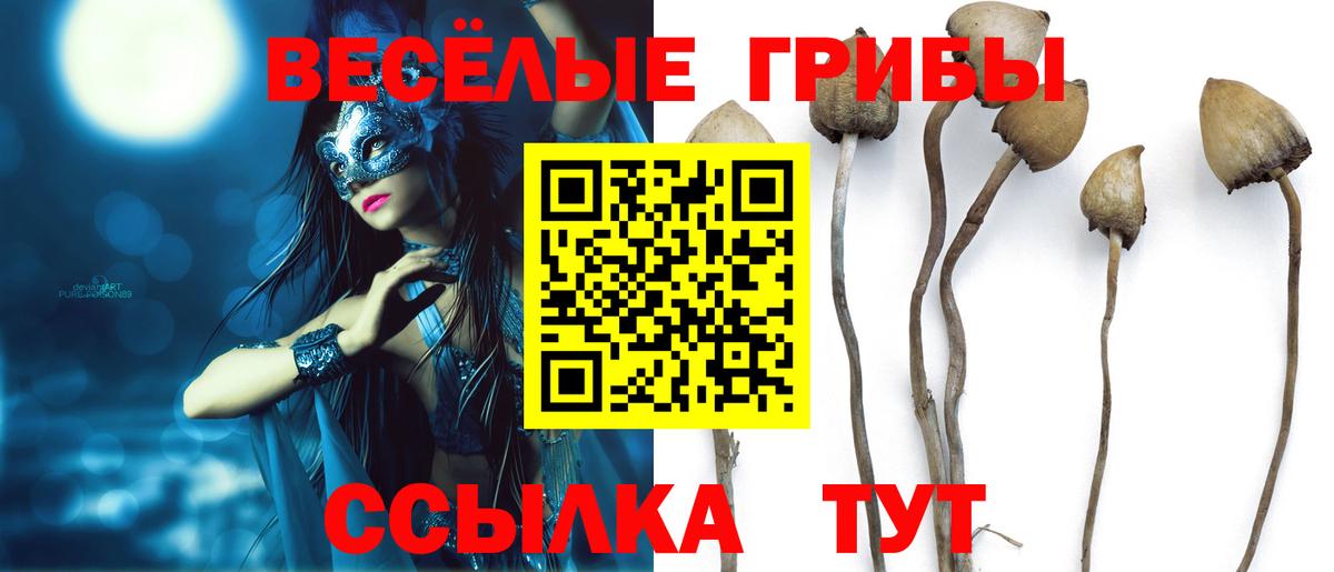 Галлюциногенные грибы Psilocybine cubensis Карачаевск